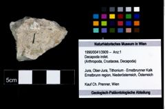 Foto (Objekt + Etikett) von Decapoda indet.  (NHMW-GEO-1990-0041-3909)